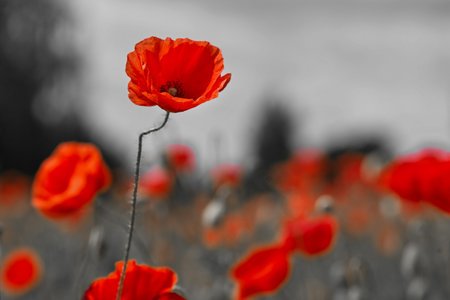 Remembrance day poppy. Red poppies in a poppies field with desaturated background