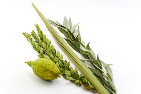 Sukkot Ritual Items. A collection of traditional Sukkot symbols including an etrog, lulav, myrtle, and willowの写真素材
