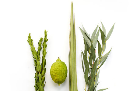 Natural Elements Arrangement. Minimalist composition of green leaves myrtle, willow and a etrogの写真素材