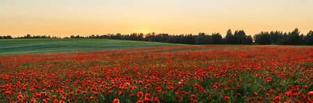Red poppies in a poppies field. Remembrance or armistice day.の写真素材