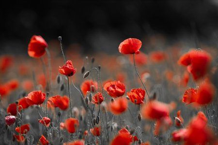 Red poppies in a poppies field. Remembrance or armistice day.の写真素材
