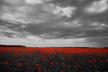 World War remembrance day. Red poppies in the field. Background imagery for remembrance or armistice dayの写真素材