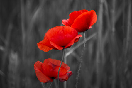 World War remembrance day. Red poppy is symbol of remembrance to those fallen in warの写真素材