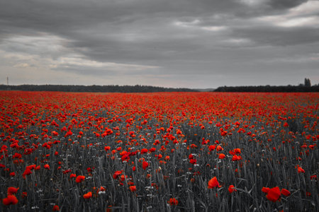 World War remembrance day. Red poppies in the field. Background imagery for remembrance or armistice...