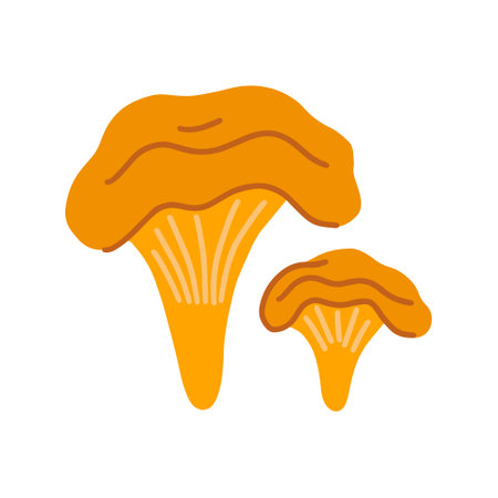Chanterelle mushrooms, vector flat illustration on white backgroundのイラスト素材