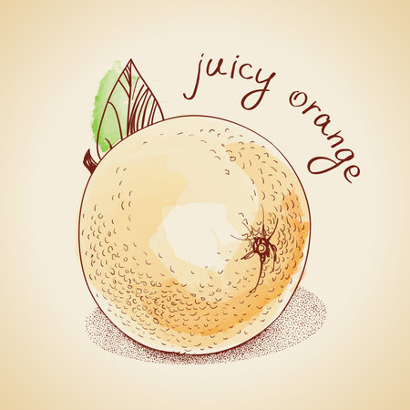 Vector illustration of vintage orange, painted in watercolorのイラスト素材
