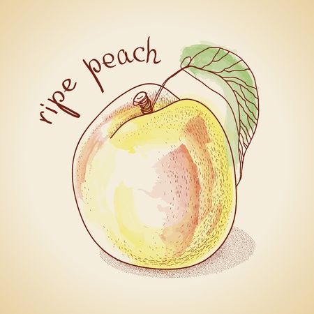 Vector illustration of vintage peach, painted in watercolorのイラスト素材
