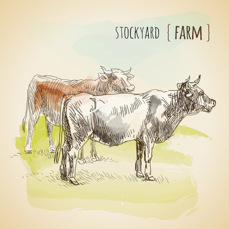 Vector watercolor sketch of grazing cows. Vintageのイラスト素材