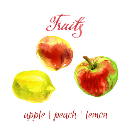 watercolor sketch Fruits from a kitchen garden. のイラスト素材