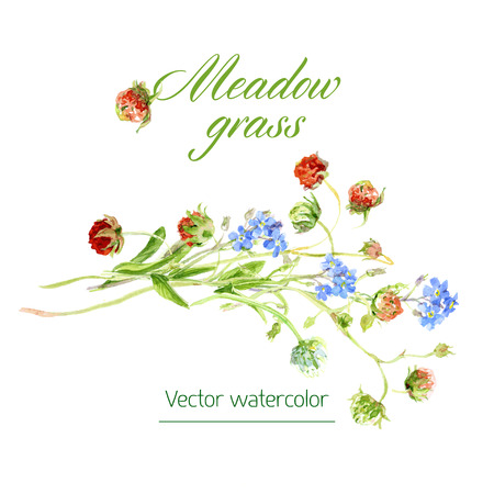 botanical watercolor sketches of wild grasses and flowersのイラスト素材
