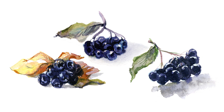 Watercolor food. Fresh berry still-life from black aroniaの写真素材