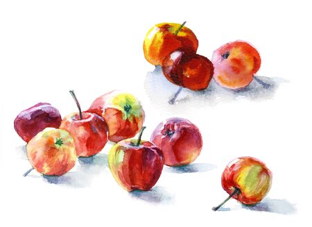 Watercolor still-life with ripe, ruddy small applesの写真素材