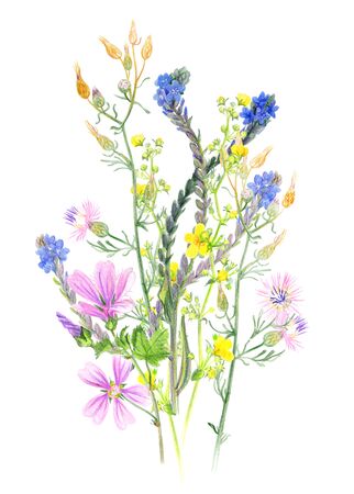 Bouquet of wild herbs and flowers. Sketches with colored pencilsの写真素材