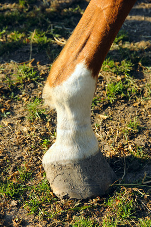 Horse hoof worn awayの写真素材