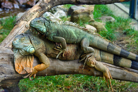 Two iguanas lying on top of each otherの写真素材