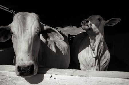 Two cattle participating in tenders are kept in the corral for feedingのeditorial素材