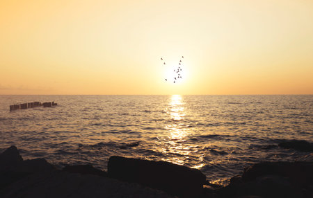 Sunset and Bird