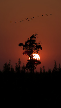 sun down and tree with birdsの写真素材
