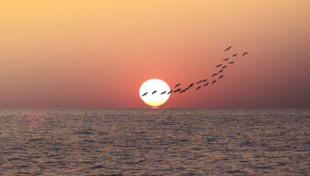 Sunset and Birdの写真素材