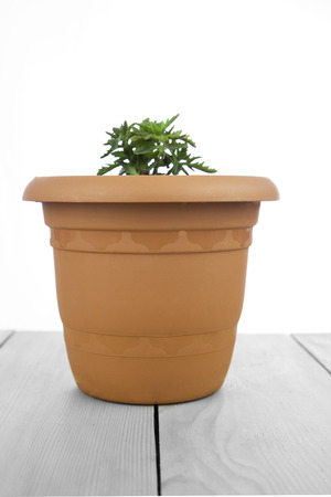 Flower pot on woodの写真素材