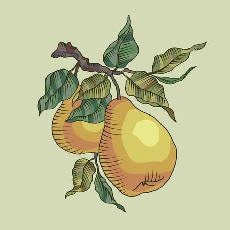 Vector illustration of pear and leaf on the branch. Fresh fruit on a treeのイラスト素材