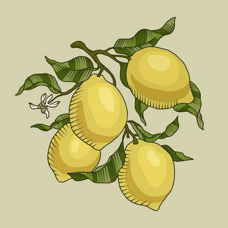 Vector illustration of lemon branch with fruit of lemon isolatedのイラスト素材