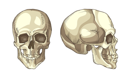 Illustration of anatomical skull isolated on the white background. Vector. Hand drawn.のイラスト素材