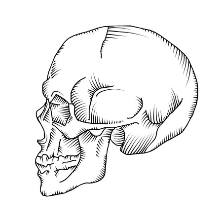 Illustration of anatomical skull isolated on the white background. Vector. Hand drawn.のイラスト素材