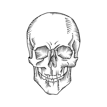 Illustration of anatomical skull isolated on the white background. Vector. Hand drawn.のイラスト素材