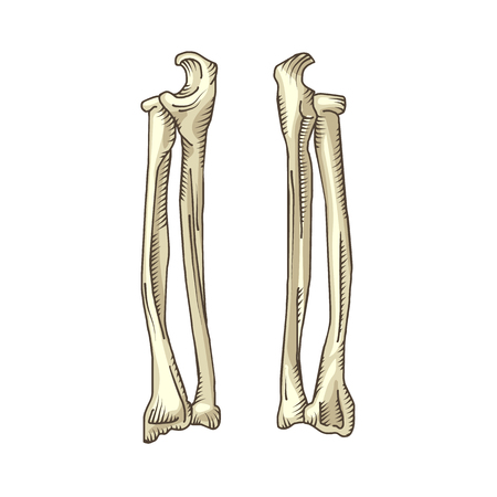 Hand drawn realistic human bones. Vector illustration isolated on the whiteのイラスト素材