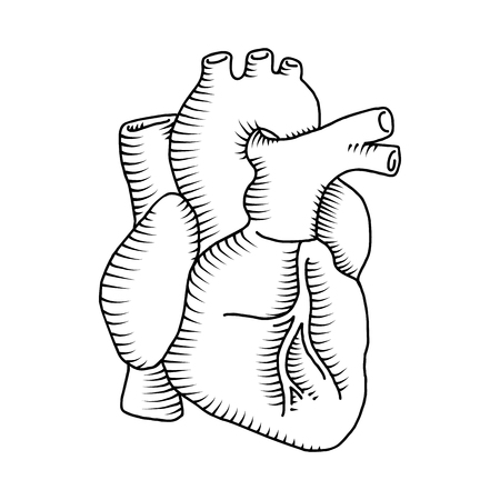 Human heart vintage illustrations isolated on the white backgroundの写真素材