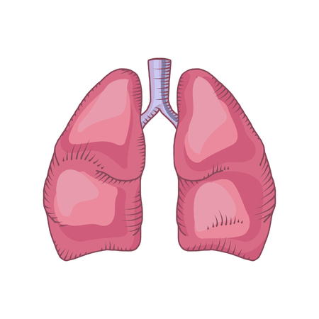 Lung vector detailed illustration. medical backgroundの写真素材