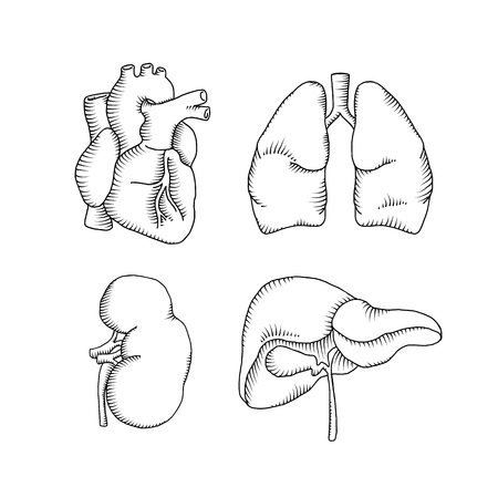 human organs. heart liver kidneys lungs. vector illustrationのイラスト素材