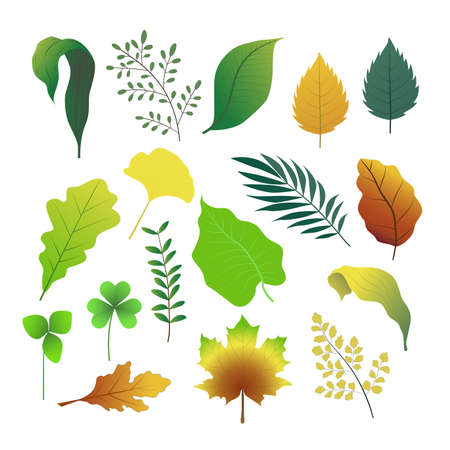 leaves setのイラスト素材
