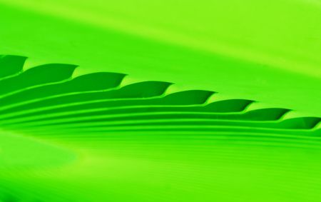 abstract lines and gradients of green color.の写真素材