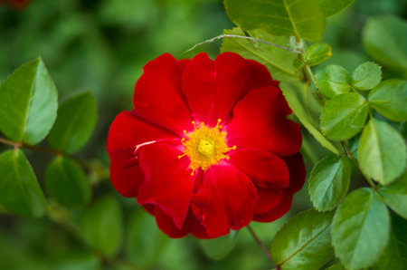 rose 2 