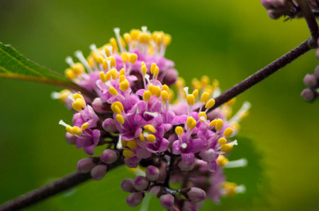 purple-yellow flower の写真素材