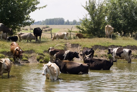 Cows at a Wateringの写真素材