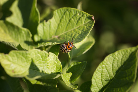 Colorado beetle on green leaf close-up