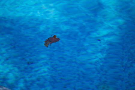 Garbage in the pool on the water close-up.