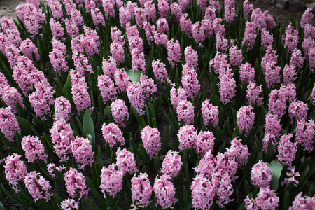 Hyacinths on the meadow closeupの写真素材