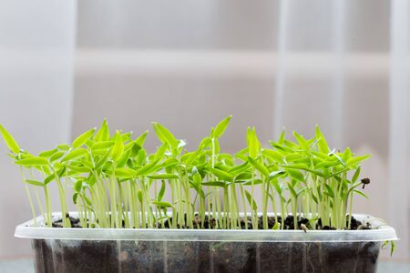 Small seedlings of lettuce growing in cultivation trayの写真素材
