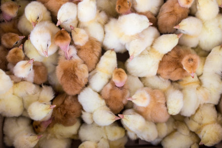 Little yellow chickens top view. A group of diurnal cute beautiful chickens.