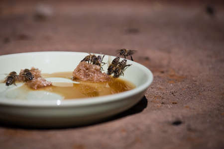 Bees eating shaggy sugar lying on a plate close upの写真素材