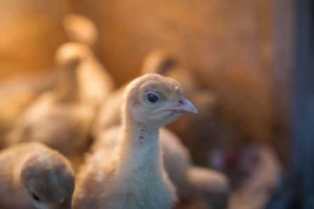 Yellow turkeys in a box with a bright light bulb