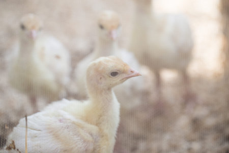 Yellow turkeys in a box with a bright light bulb