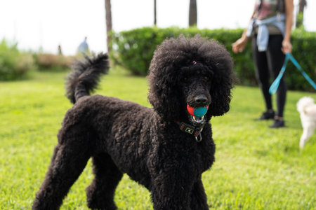 Black standard poodle in the park on green grass with a ball in his mouth.の写真素材