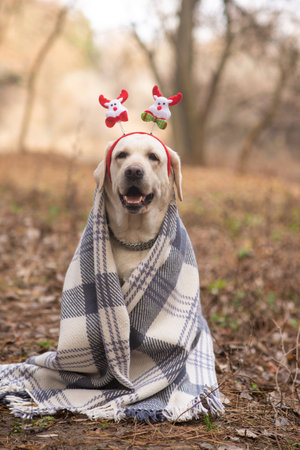Labrador in a plaid on the street in the forest. Christmas theme with a dog.の写真素材