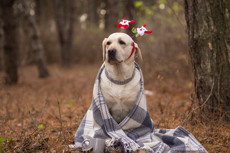 Labrador in a plaid on the street in the forest. Christmas theme with a dog.の写真素材