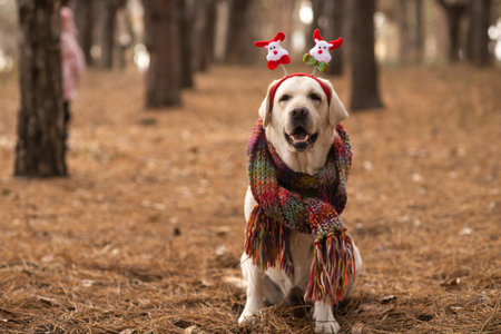 Labrador in a plaid on the street in the forest. Christmas theme with a dog.の写真素材